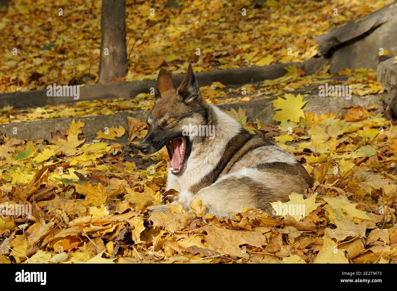adorable chien bâillonne et son lit de feuilles d'érable jaunées en parc d'automne Banque D'Images
