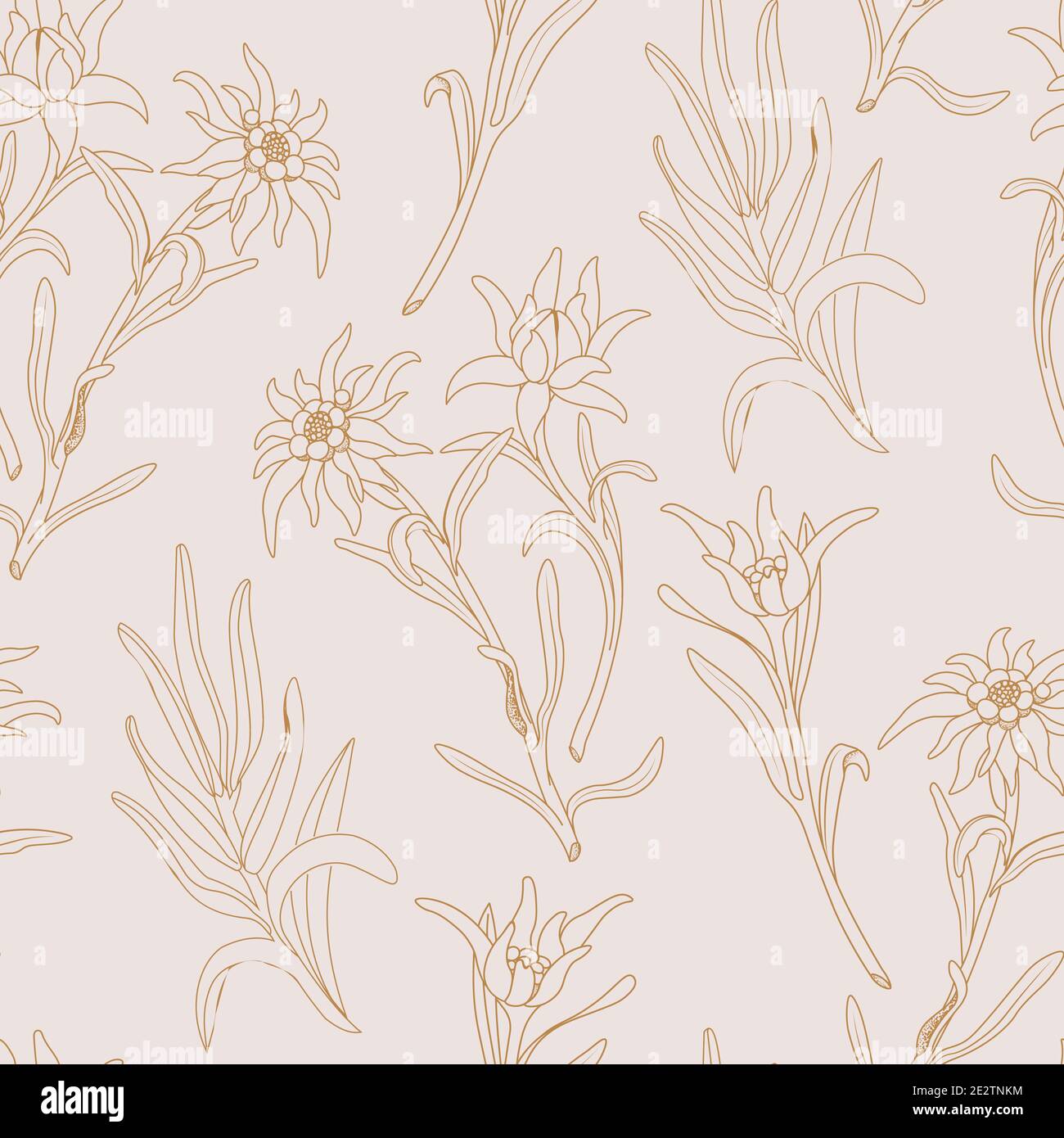Edelweiss. Motif sans couture avec fleurs edelweiss sur fond rose. Illustration de Vecteur