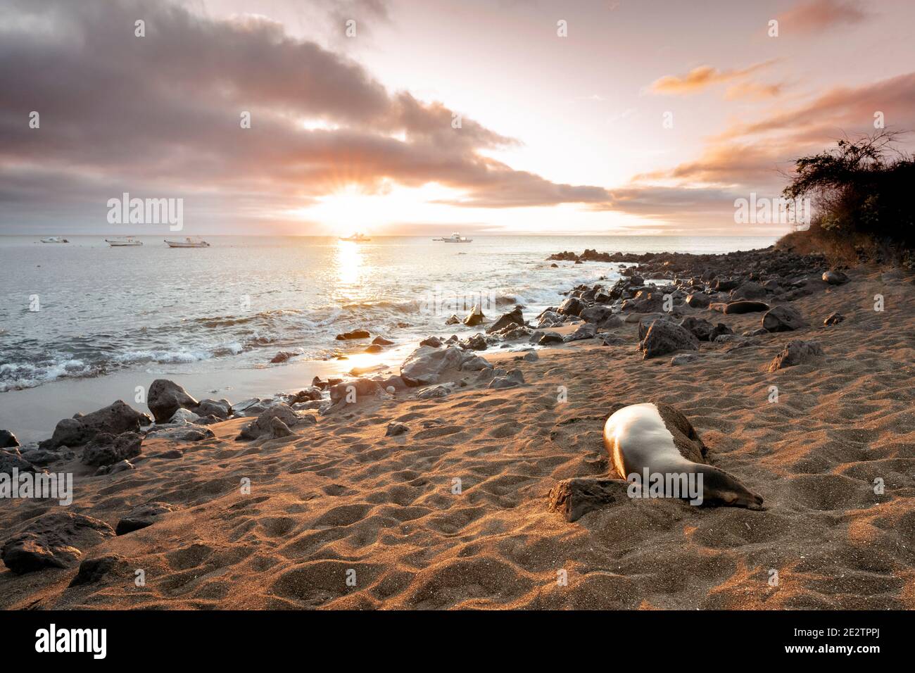Galapagos Sea Lion dort sur une plage au coucher du soleil sur l'île Floreana, îles Galapagos Banque D'Images