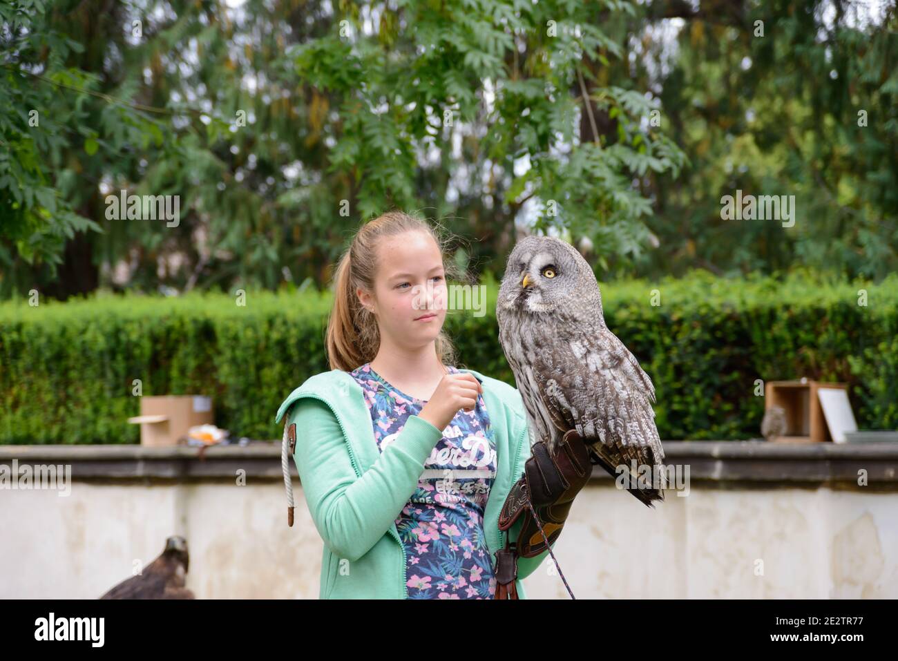 Chouette hulotte magnifique portrait en République Tchèque Banque D'Images