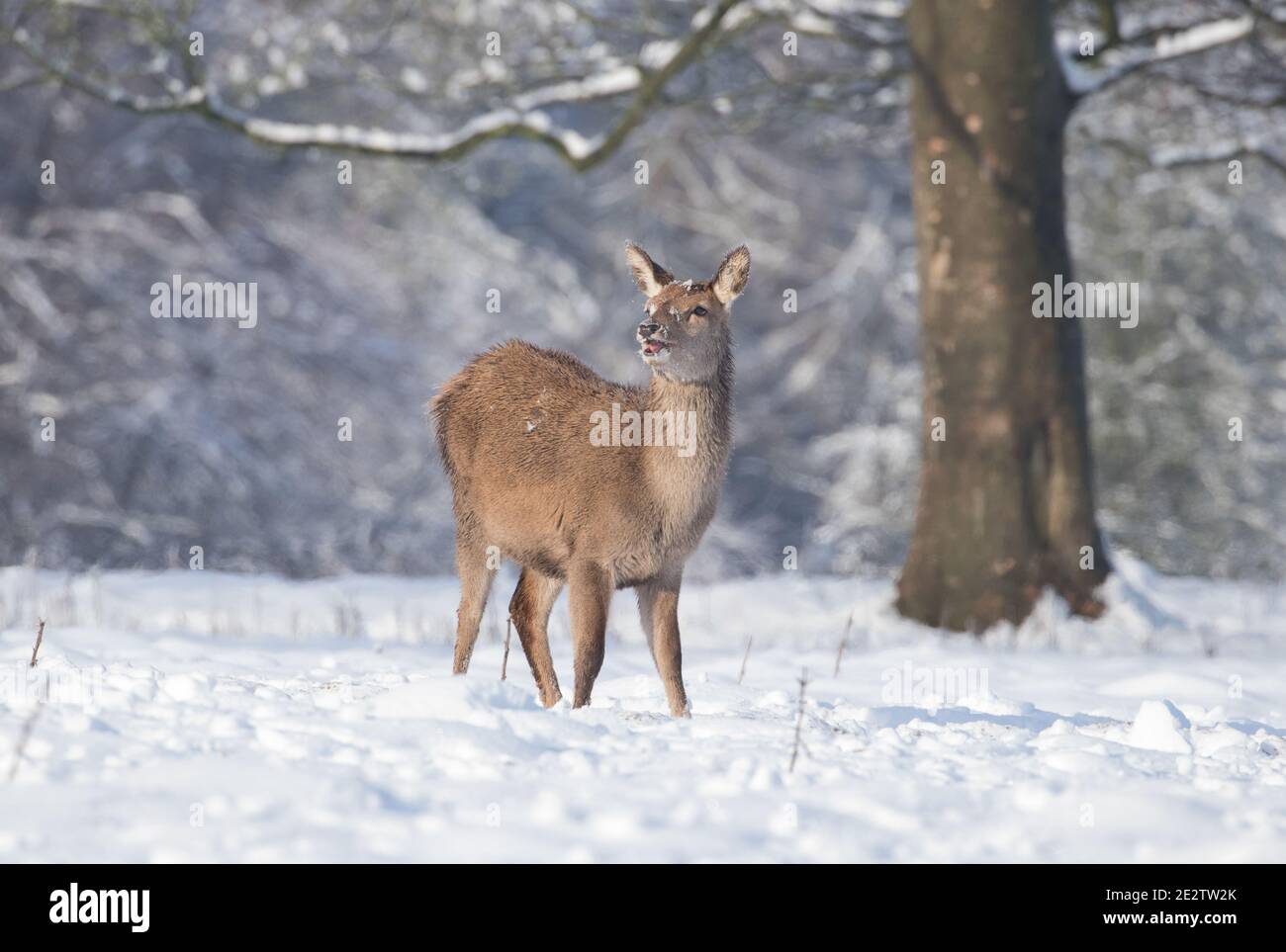 Jeunes cerfs dans la neige au parc des cerfs de Studley Royal, près de Ripon, dans le North Yorkshire Banque D'Images