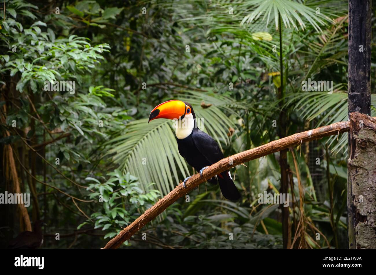 Toco toucan à Parque das Aves, Brésil Banque D'Images