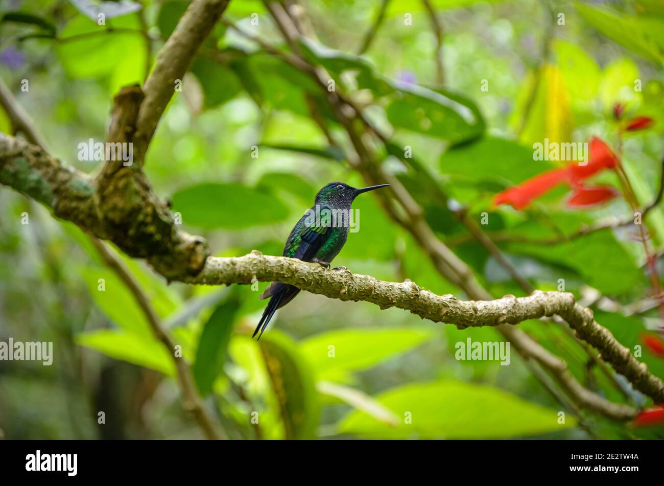 Hummingbird dans Parque das Aves, Brésil Banque D'Images
