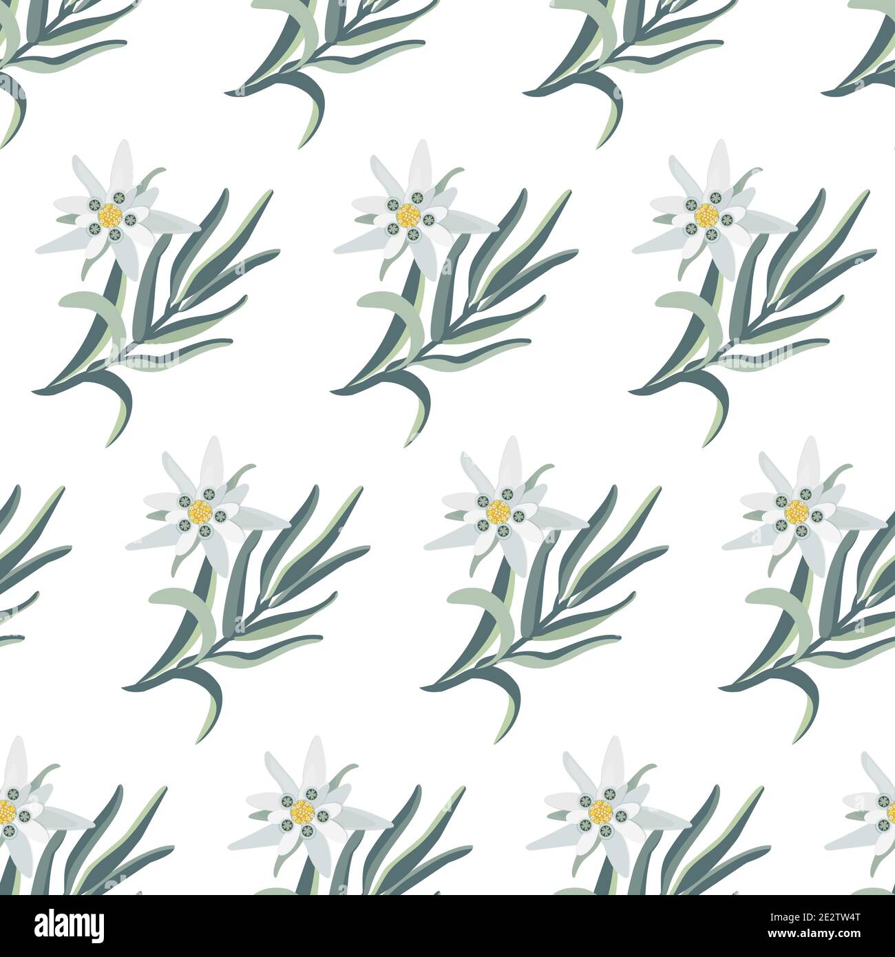 Edelweiss. Motif botanique sans couture avec fleurs edelweiss. Illustration du vecteur de stock. Illustration de Vecteur