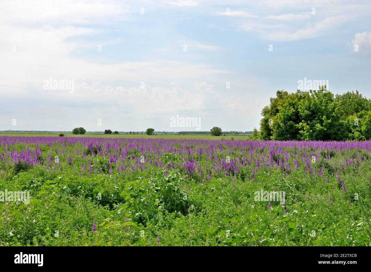 Paysage d'un champ avec de l'herbe verte et de la salvia pourpre fleurs et ciel nuageux Banque D'Images