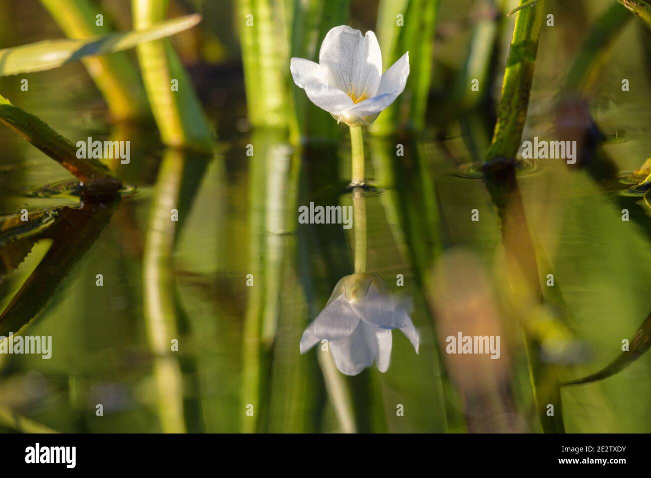 Soldat de l'eau douce (stratiotes aloides) une plante hydrophytique dioïque flotte à la surface en raison de l'accumulation de dioxyde de carbone, des fleurs de macrophytes mâles Banque D'Images