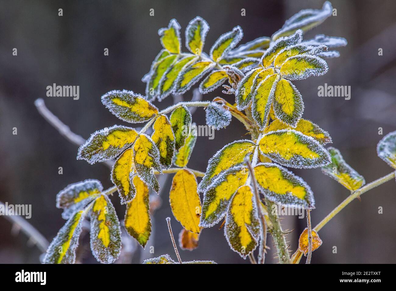 Esthétisme de la nature morte. Brûlure de rose au congélateur. Les feuilles de rose sauvage sont couvertes de gel blanc. Concept de l'hiver à venir. Art photo Banque D'Images