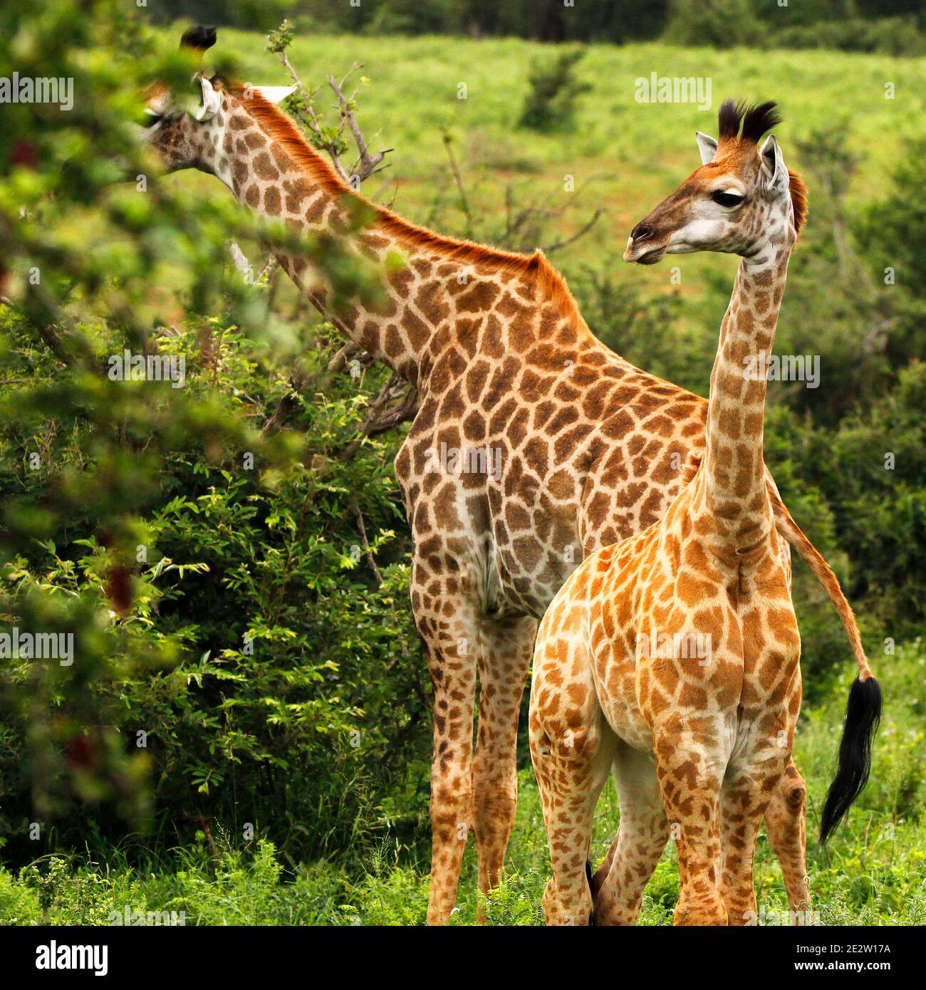 Girafes sud-africains adultes et juvéniles dans le parc du Grand Kruger, dans la province de Limpopo, en Afrique du Sud. Banque D'Images