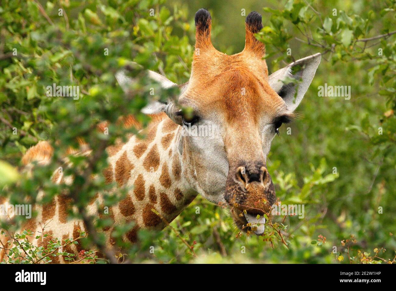 Girafes sud-africains adultes et juvéniles dans le parc du Grand Kruger, dans la province de Limpopo, en Afrique du Sud. Banque D'Images