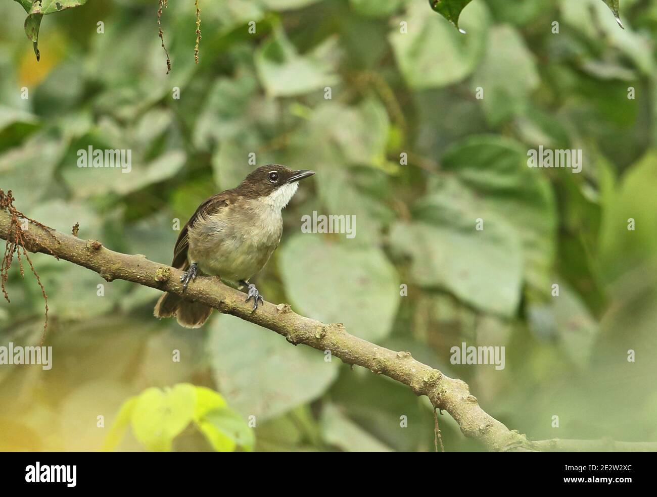 Simple Greenbul (Chlorocichla simplex) adulte perché sur la branche Stingless-Bee Road, Ghana Février Banque D'Images