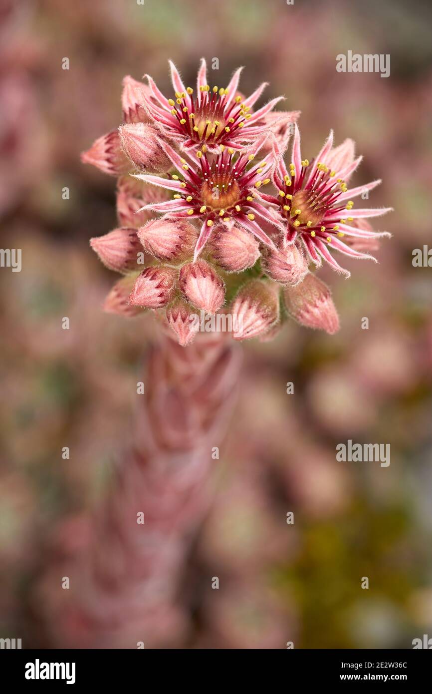 Sempervivum tectorum, Houseleek commun, pointe de fleur. Banque D'Images
