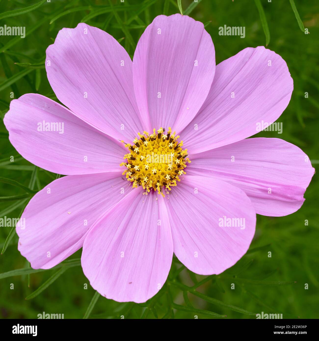 Cosmos flower close up Banque D'Images