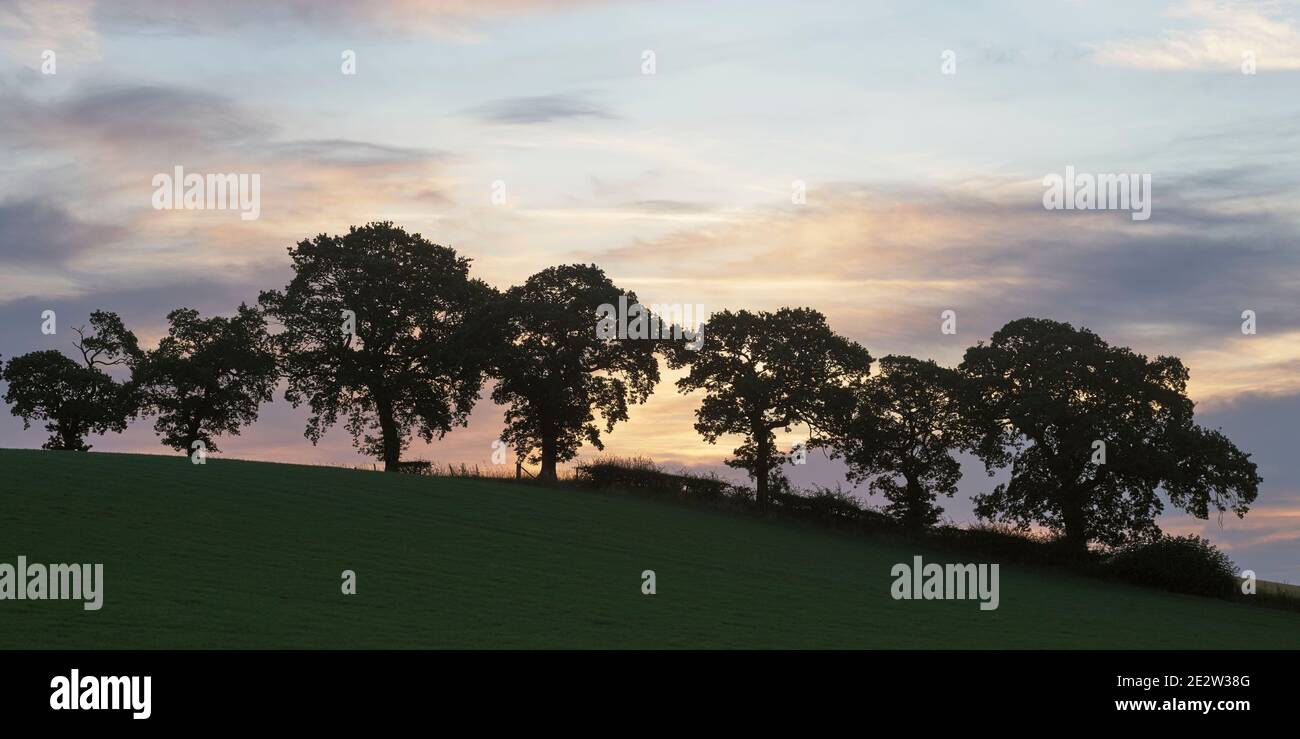 Ligne d'arbres au lever du soleil près d'Alloa, Clackmannanshire, Écosse. Banque D'Images