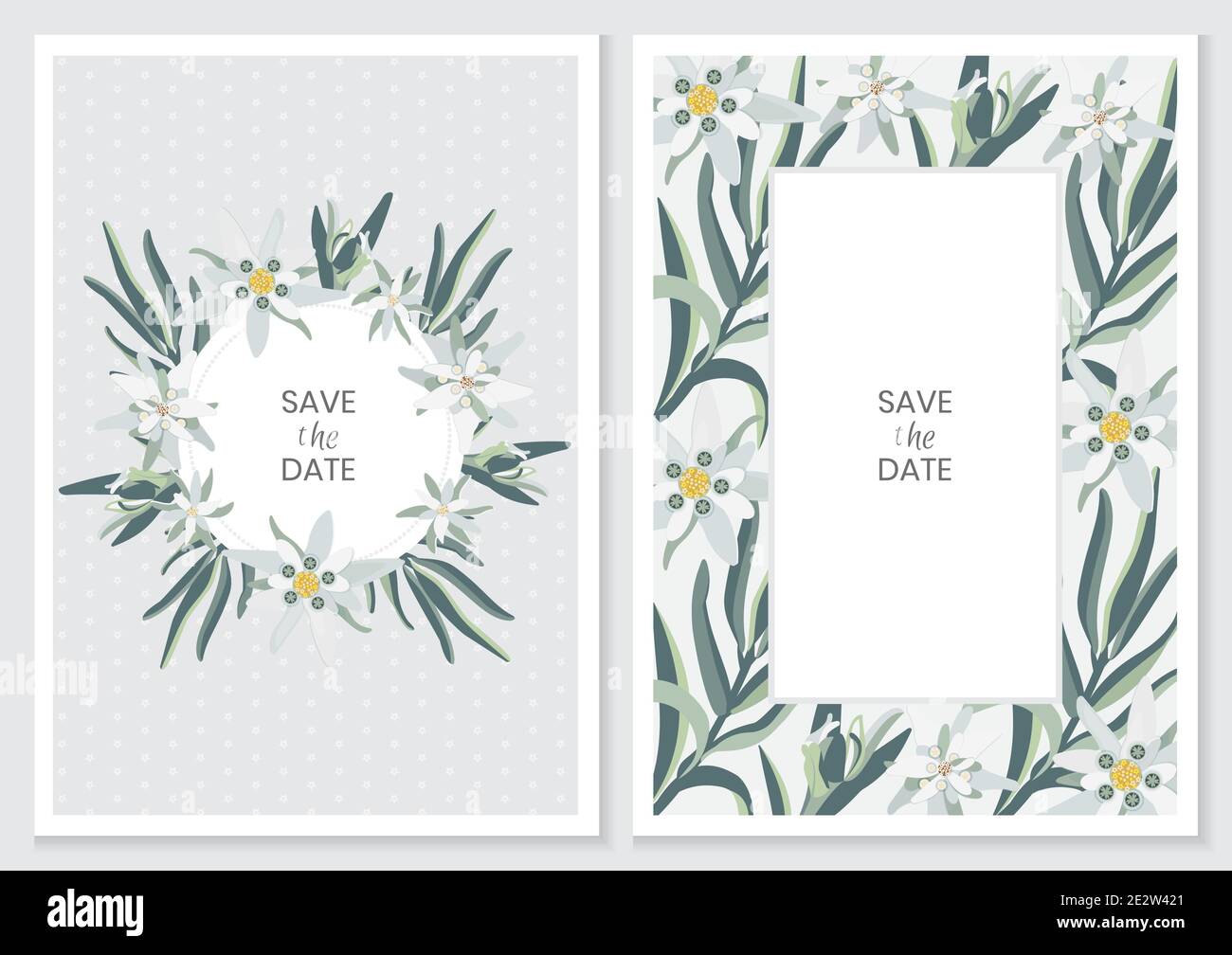 Edelweiss. Carte de vœux, invitation ou bannière verticale avec fleurs d'edelweiss. Illustration du vecteur de stock. Illustration de Vecteur
