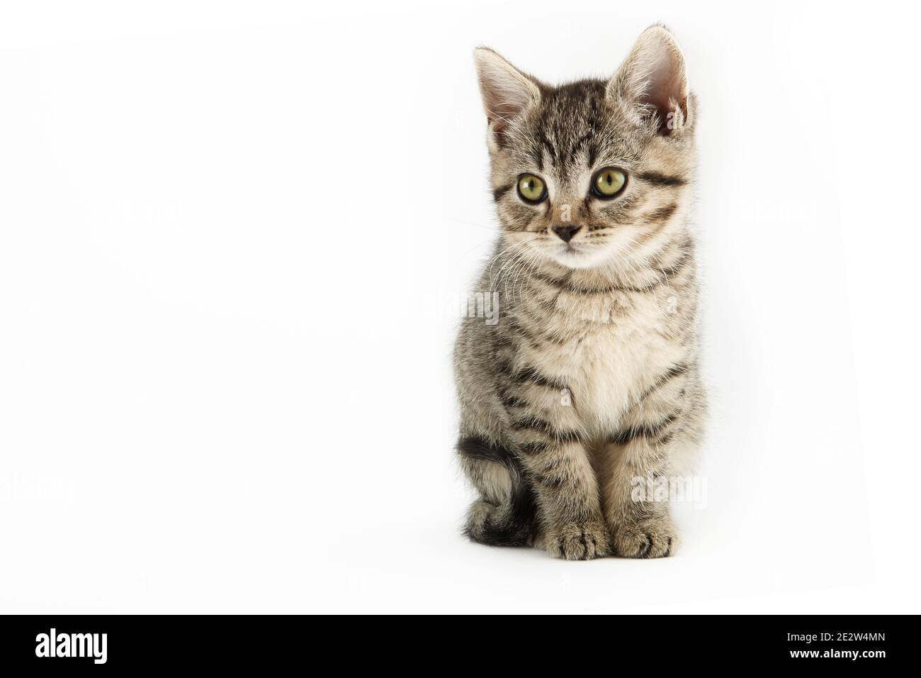 European shorthair Banque dimages détourées - Alamy