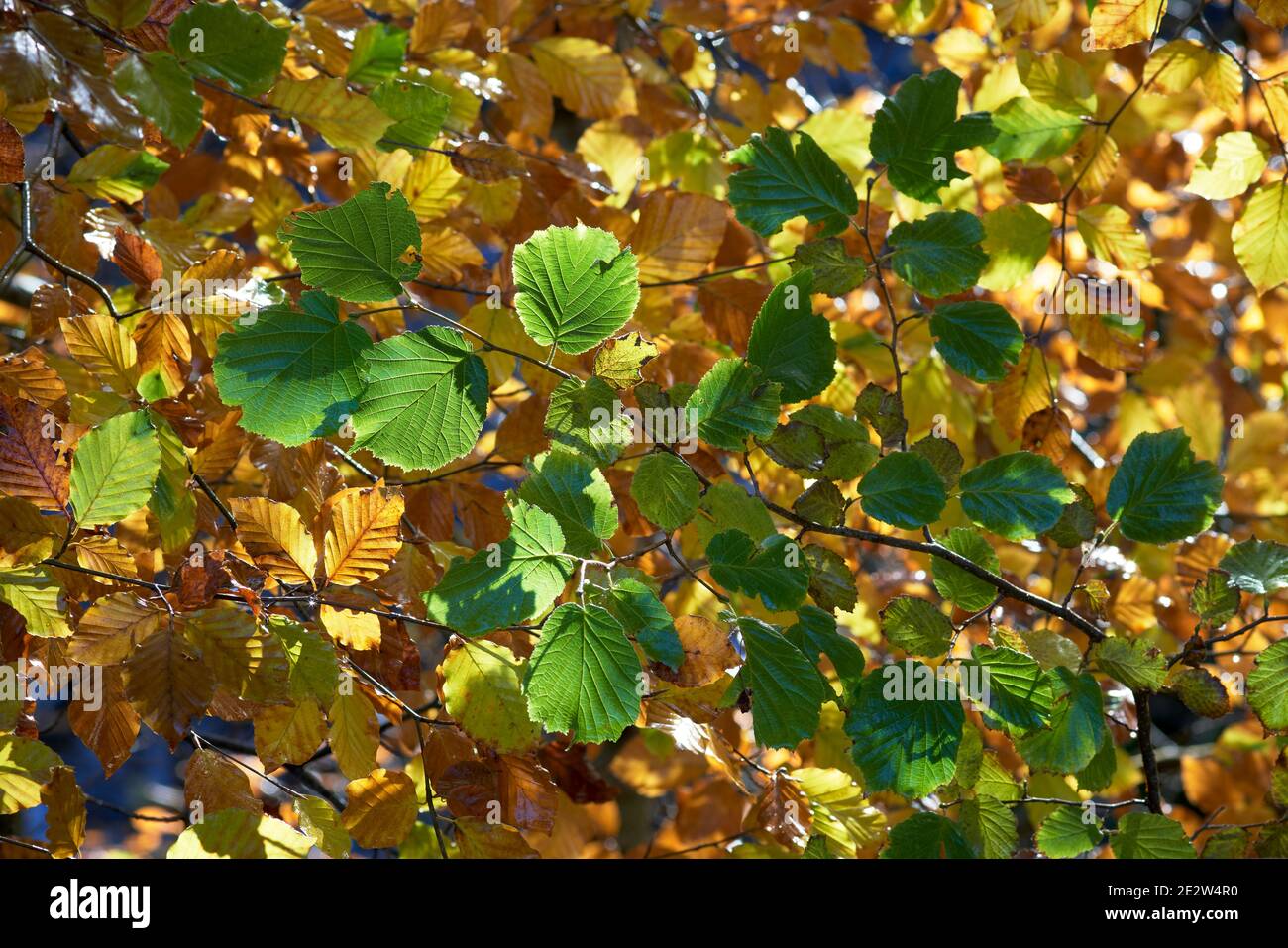 Feuilles de hêtre en automne, Darnaway, Moray, Écosse. Banque D'Images
