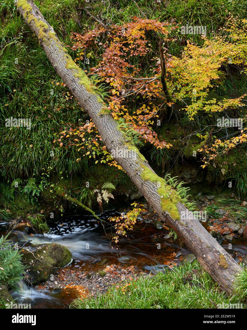 Tronc d'arbre tombé à travers un ruisseau, Darnaway, Moray, Écosse. Banque D'Images