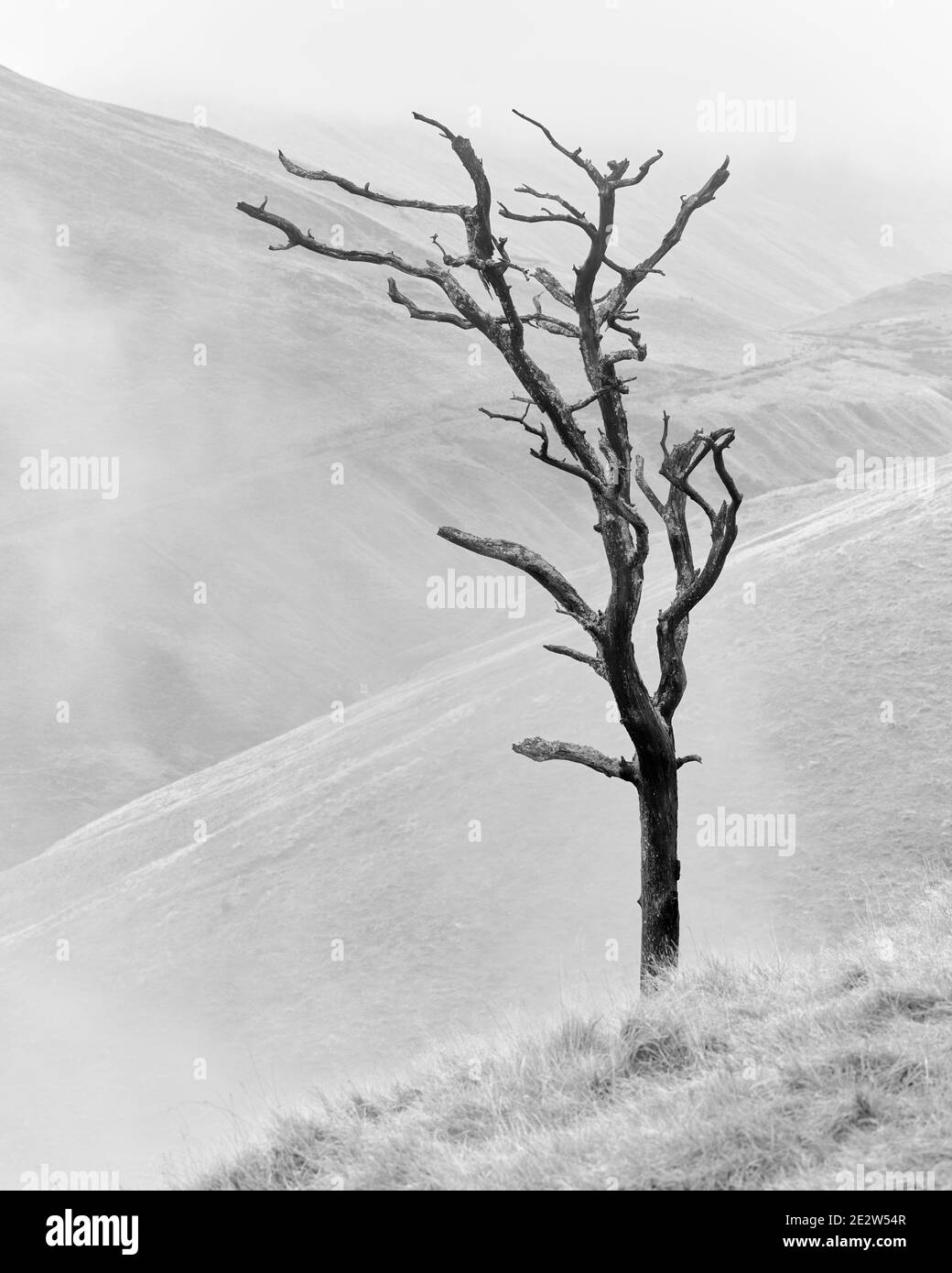Dead Scots Pine Tree au-dessus de Silver Glen, Ochil Hills, Clackmannanshire, Écosse. Noir et blanc. Banque D'Images