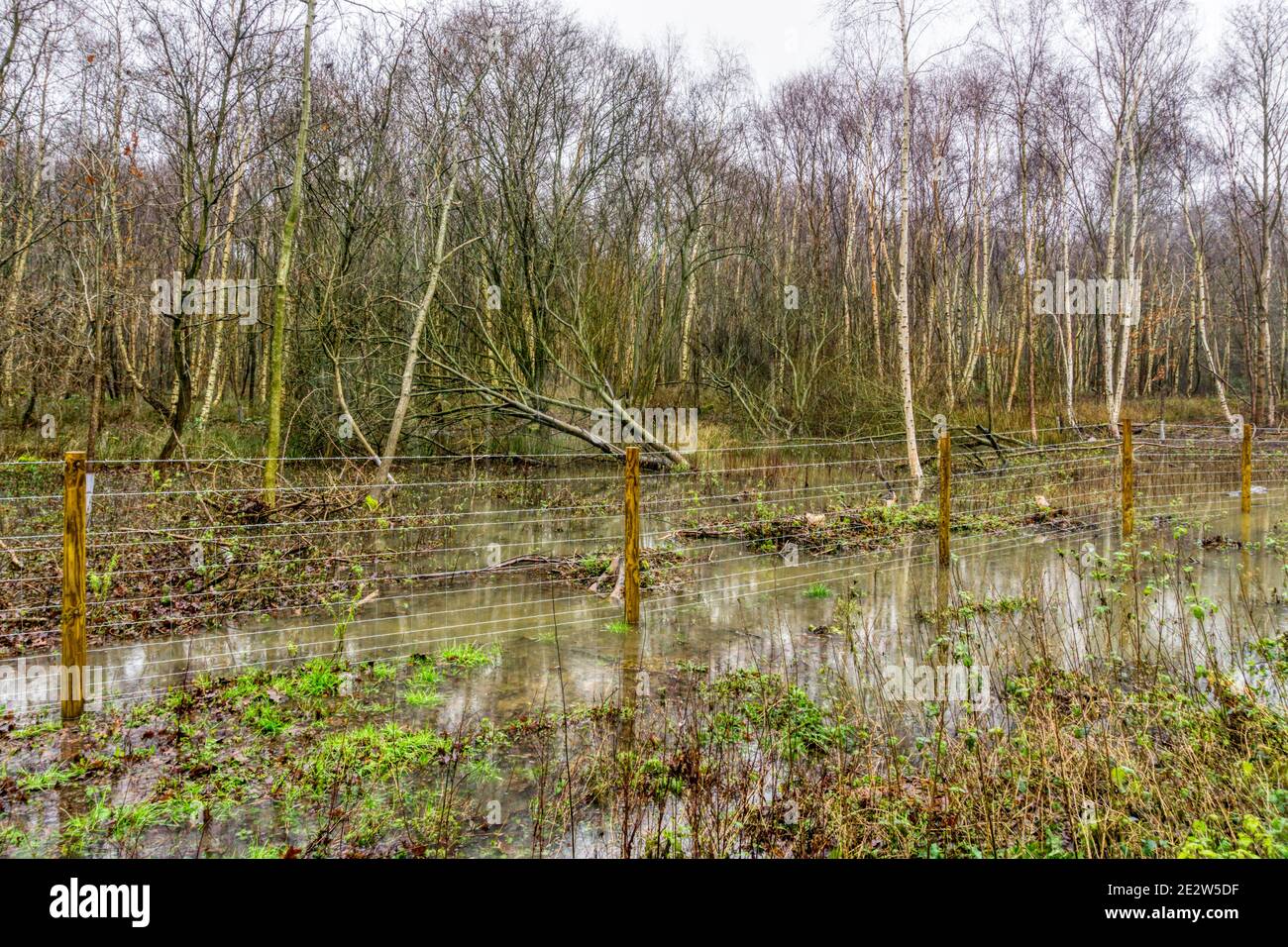 Une zone de forêt inondée à Norfolk. Banque D'Images