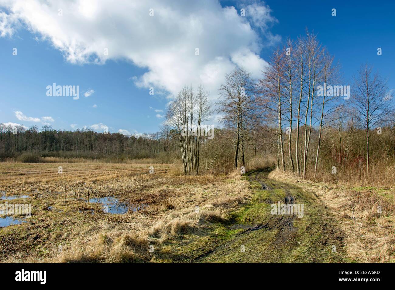 Une route humide vers la forêt et les prairies marécageuses, Bagna Serebryskie, Pologne Banque D'Images