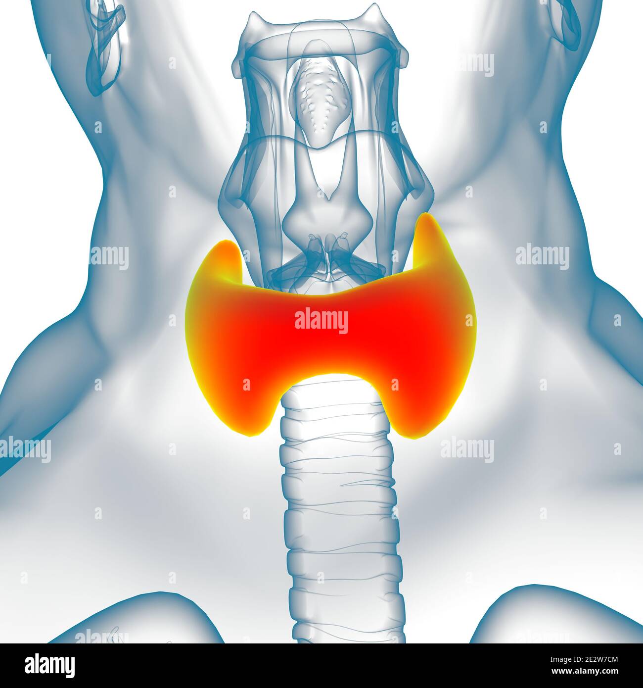 Anatomie de la glande thyroïde pour l'illustration 3D de concept médical Banque D'Images