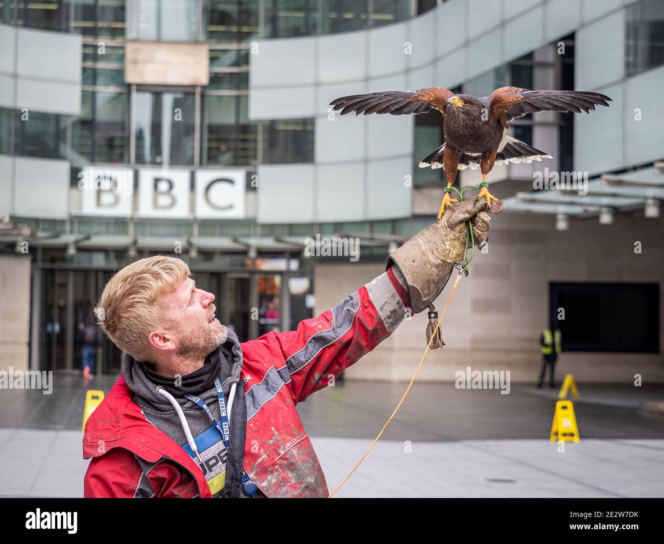 Londres, Royaume-Uni - le 15 janvier 2021 : un faucon de Harris (Parabuteo unicinctus) et son falconer, Matt, devant la BBC Broadcasting House, dans le centre de Londres. Banque D'Images