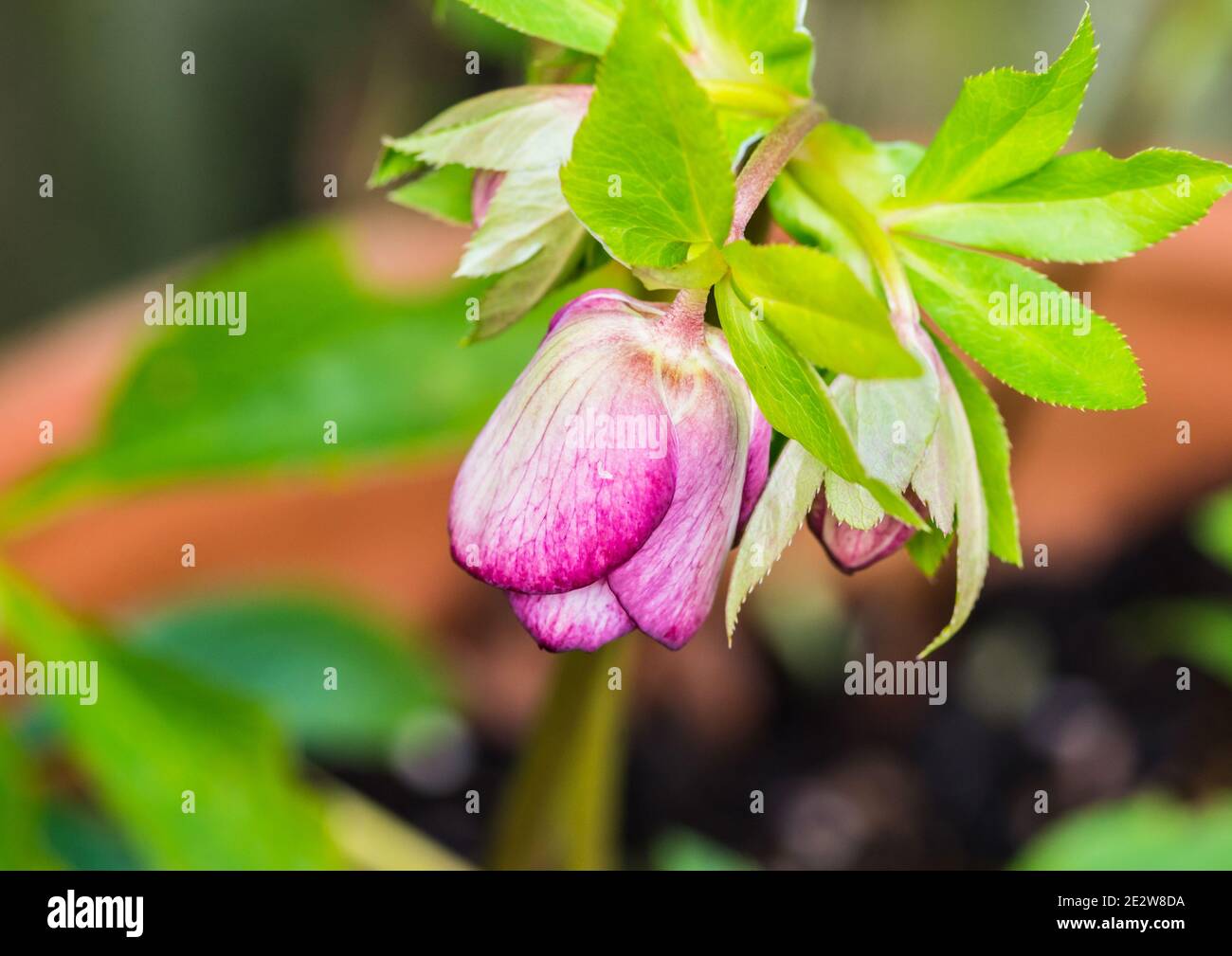 Un gros plan d'un double bouton de fleur d'ellen hellebore violet. Banque D'Images