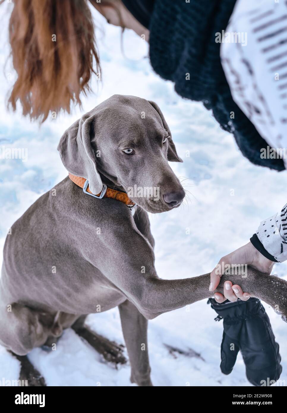 Chien secouer les mains de commande, amitié. Fille et chien sur la neige jouant. Banque D'Images