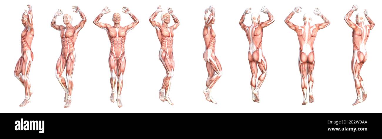 Anatomie conceptuelle ensemble sain de muscle corporel humain sans peau. Sportif jeune homme adulte posant pour l'éducation, le sport de fitness, la médecine Banque D'Images Anatomie conceptuelle ensemble sain de muscle corporel humain sans peau. Sportif jeune homme adulte posant pour l'éducation, le sport de fitness, la médecine Banque D'Images