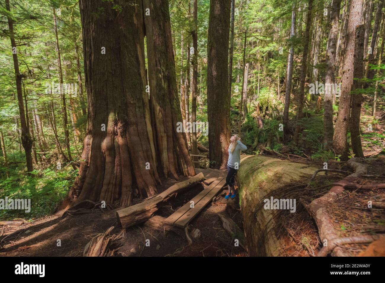 Une jeune femme explore l'ancienne forêt ancienne Upper Avatar Grove près de Port Renfrew, sur l'île de Vancouver, en Colombie-Britannique. Banque D'Images