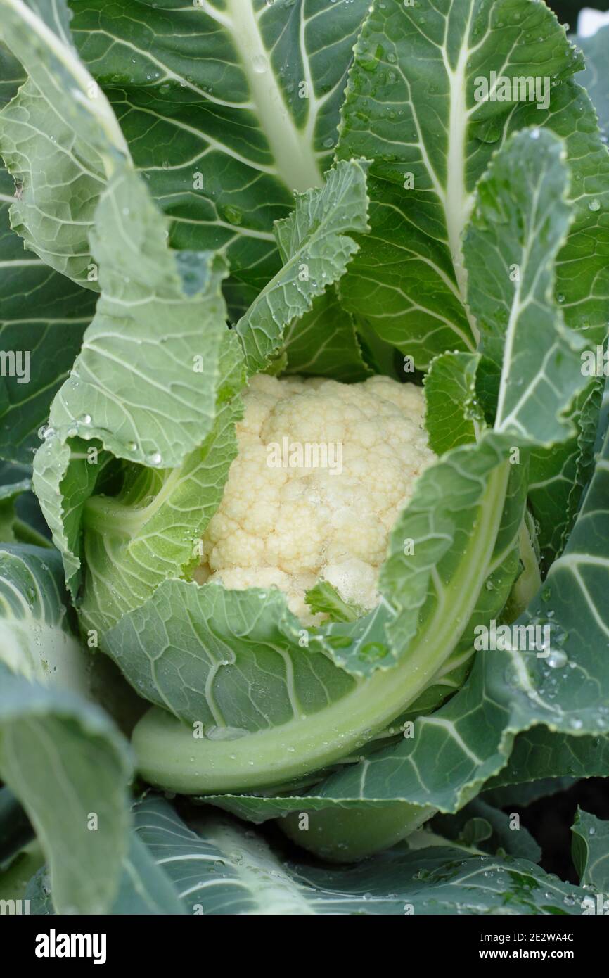 Chou-fleur. Choux-fleurs. Culture tardive du chou-fleur 'Triomphant' approchant l'heure de la récolte dans un potager d'hiver. ROYAUME-UNI. Brassica oleracea var. b. Banque D'Images