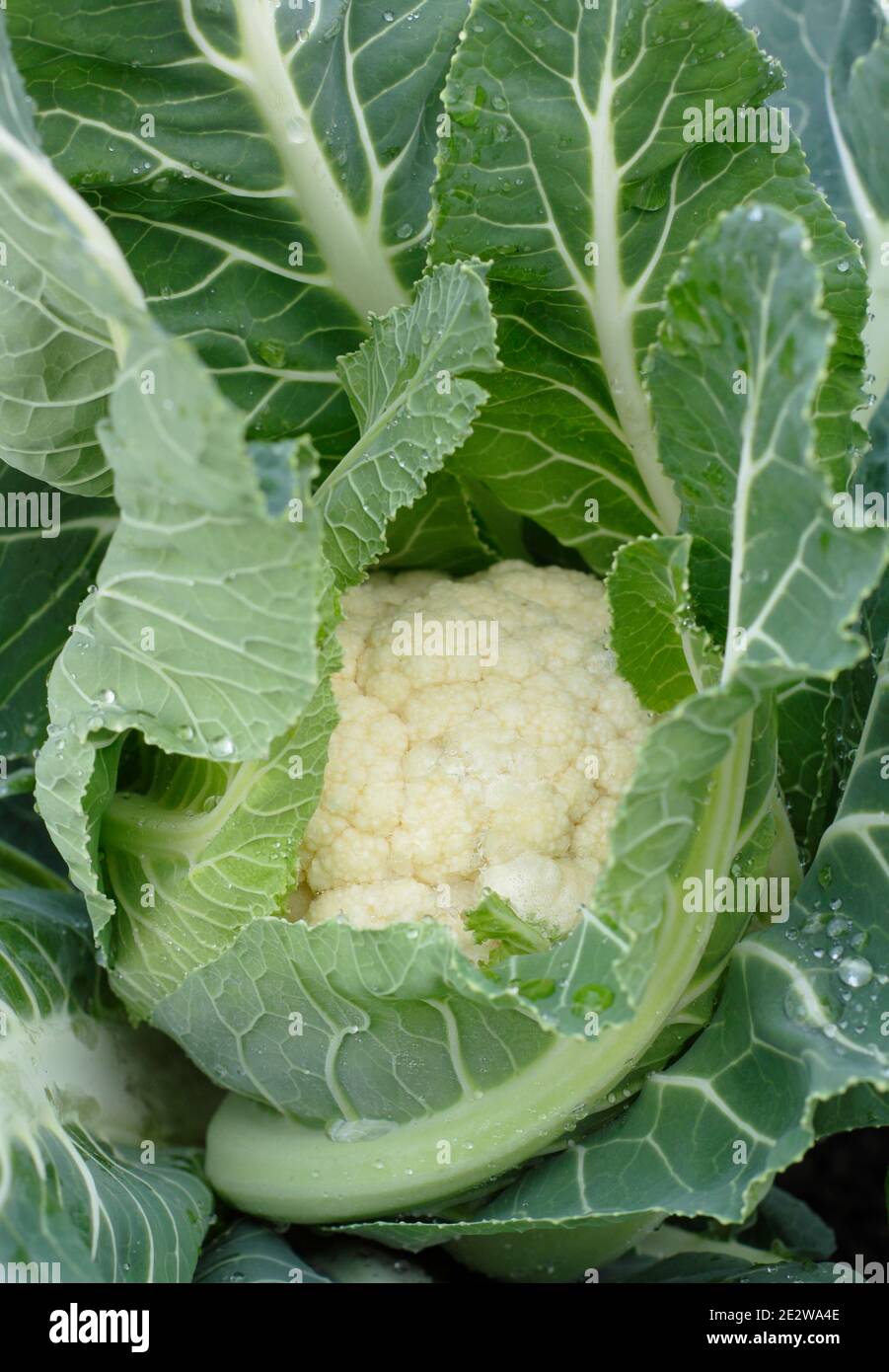 Chou-fleur. Choux-fleurs. Culture tardive du chou-fleur 'Triomphant' approchant l'heure de la récolte dans un potager d'hiver. ROYAUME-UNI. Brassica oleracea var. b. Banque D'Images