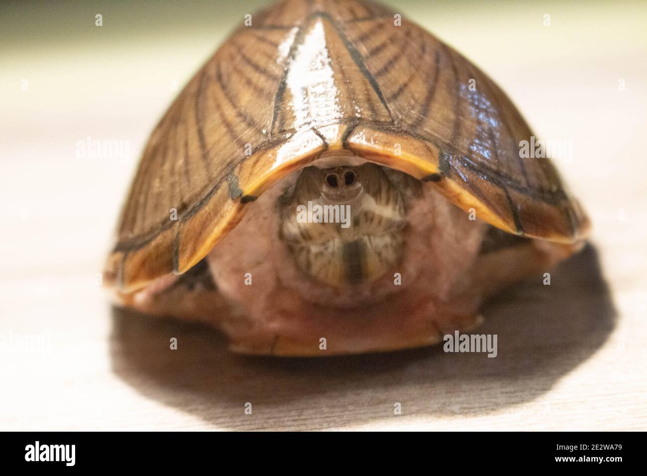 une tortue musquée de razorback adulte Banque D'Images