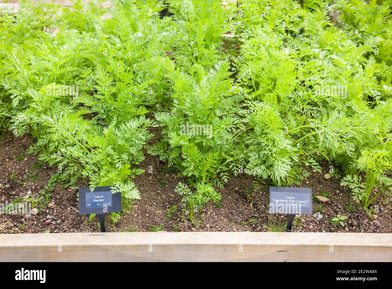 Deux variétés différentes de carottes : 'Nandor' et 'Chantenay Red Cored 2' poussant dans un lit surélevé dans un jardin de démonstration à RHS Rosemoor au Royaume-Uni Banque D'Images