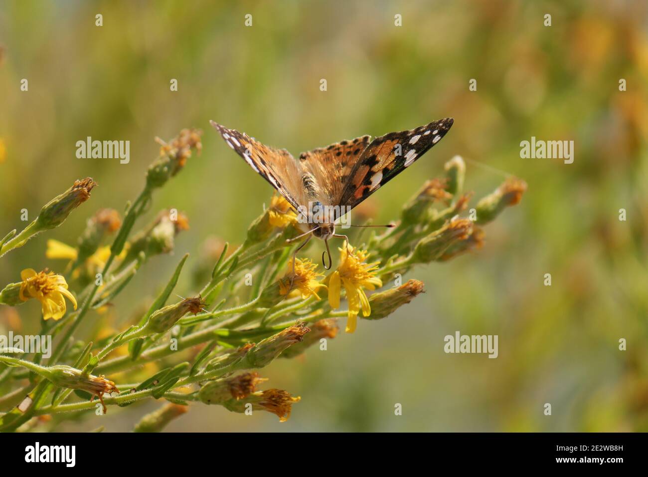 Gros plan d'un papillon vanessa cardui (dame peinte) alimentation des fleurs devant un arrière-plan flou Banque D'Images