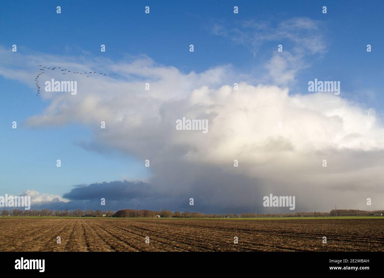 Les Oies en migration volent en formation de V, s'échappant d'un front de temps amenant la pluie Banque D'Images