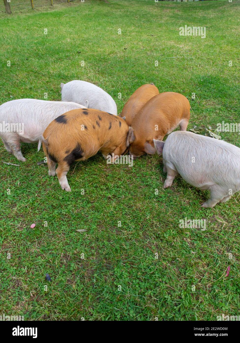 Plusieurs porcelets sur l'herbe verte Banque D'Images