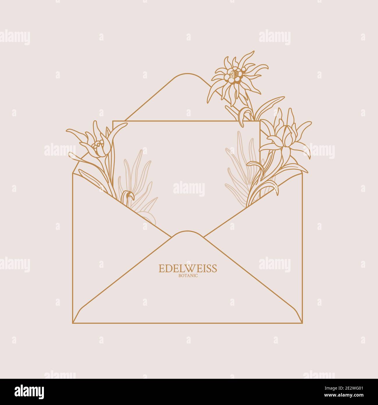 Edelweiss. Enveloppe avec fleurs edelweiss. Enveloppe florale avec place pour le texte, peut être utilisé comme invitation, carte, bannière. Copier l'espace. Stock vectoriel malade Illustration de Vecteur