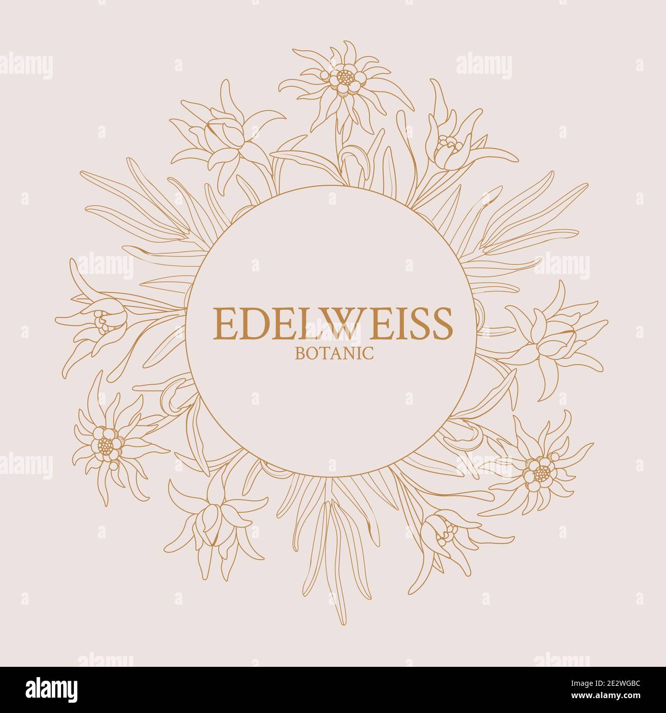 Edelweiss. Cadre avec fleurs edelweiss sur fond rose Illustration de Vecteur