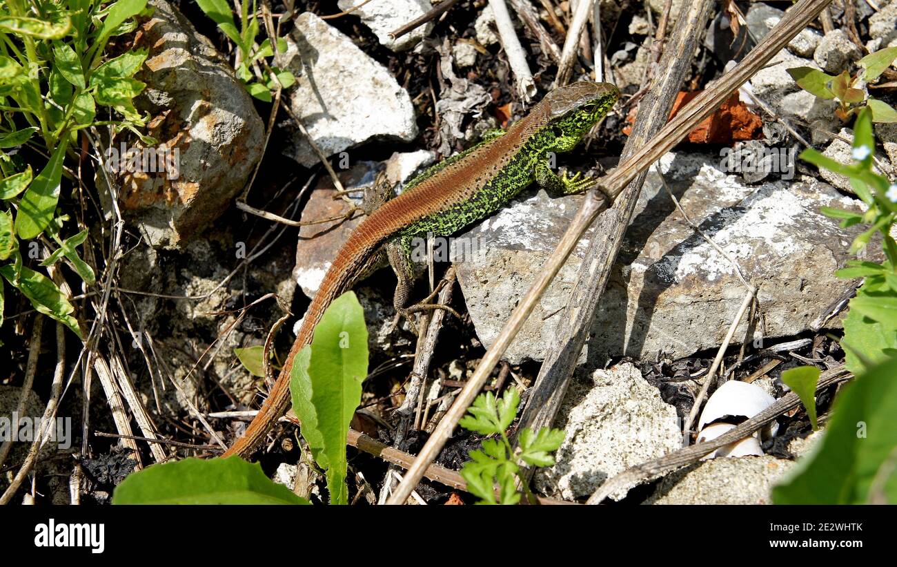 lézard agile mâle brillant pendant la saison d'accouplement du printemps Banque D'Images