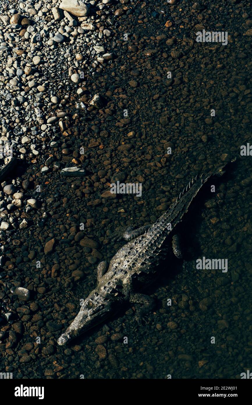 Les crocodiles se rencontrent dans une rivière au Costa Rica Banque D'Images