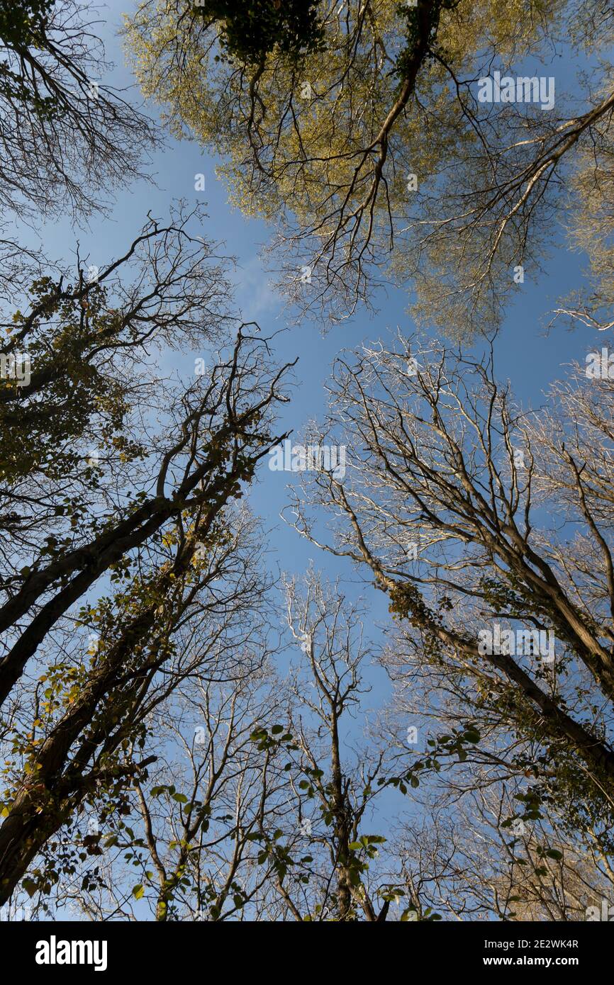 Un petit nuage blanc traverse un ciel bleu au-dessus de la voûte plantée de bouleau éclairée par le soleil; des couronnes de couleur vert vif et fraîche au-dessus des grands arbres minces. Banque D'Images