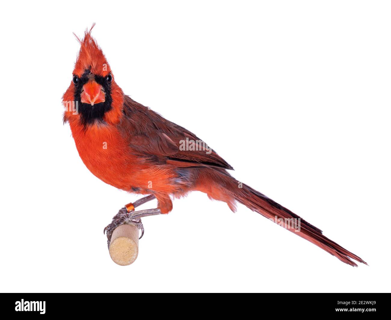 Oiseau cardinal du nord de l'homme, alias cardinalis cardinalis, assis sur un bâton de bois. Isolé sur fond blanc. Banque D'Images