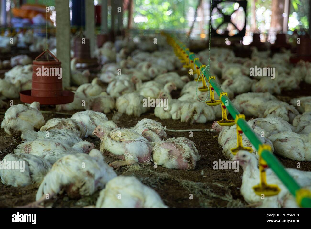 Ferme avicole à Chandpur, Bangladesh Banque D'Images