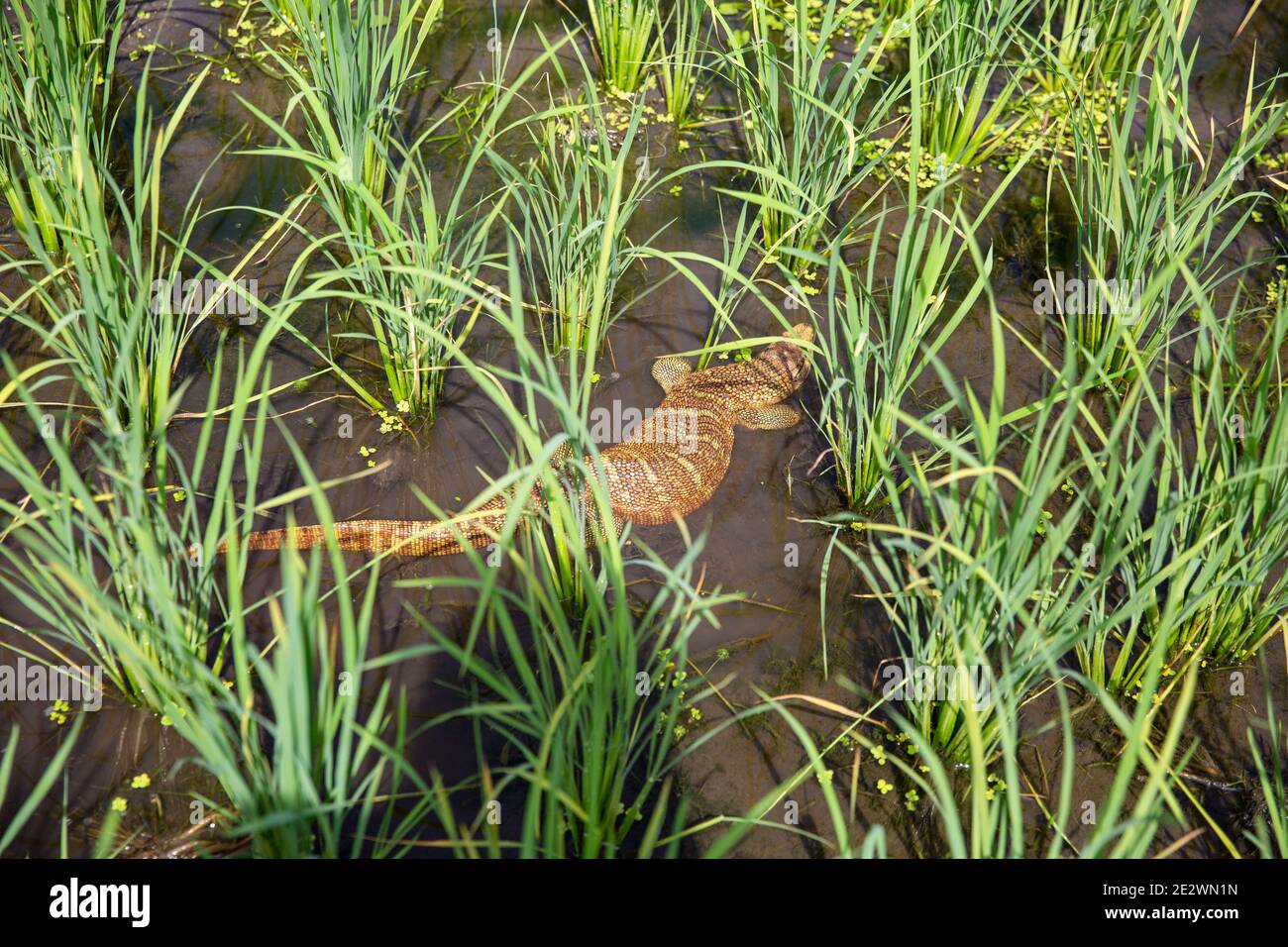 Un lézard mort à l'intérieur d'un champ de paddy à Chandpur, au Bangladesh Banque D'Images
