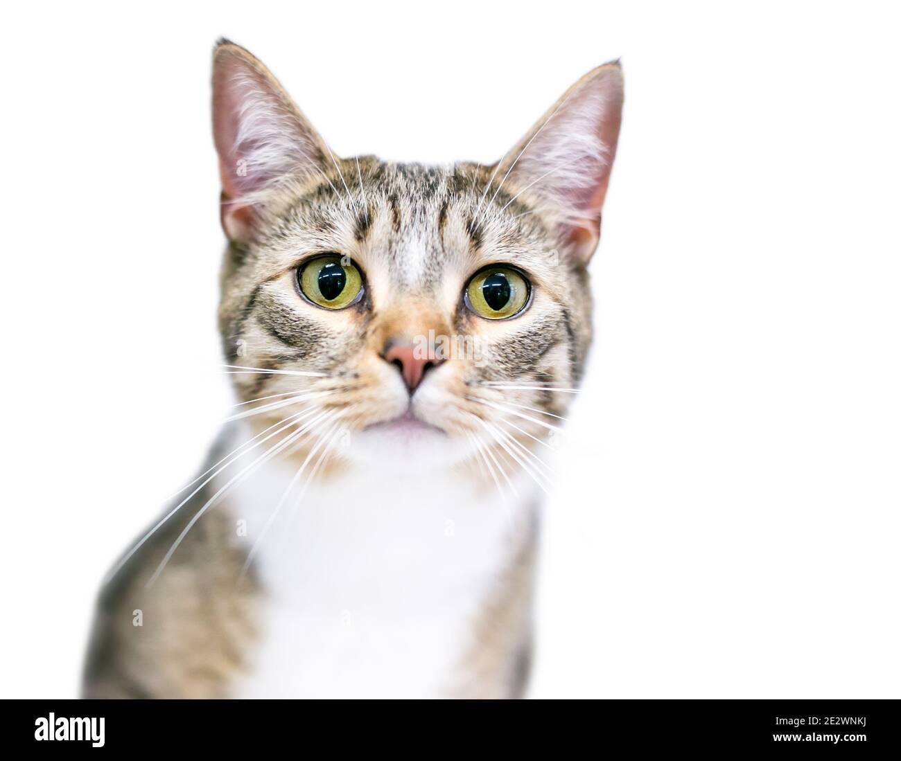 Pupilles Dilatees Banque De Photographies Et D Images A Haute Resolution Alamy Pupilles Dilatees Banque De Photographies Et D Images A Haute Resolution Alamy