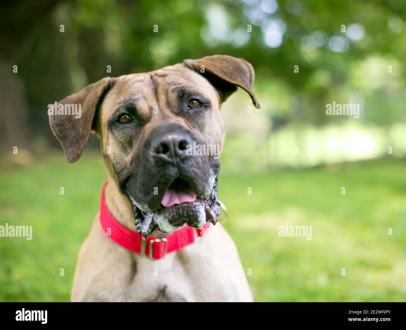 Un chien mixte de race Great Dane avec de grandes oreilles de disquettes  porter un collier rouge et regarder vers l'appareil photo avec une  expression heureuse Photo Stock - Alamy