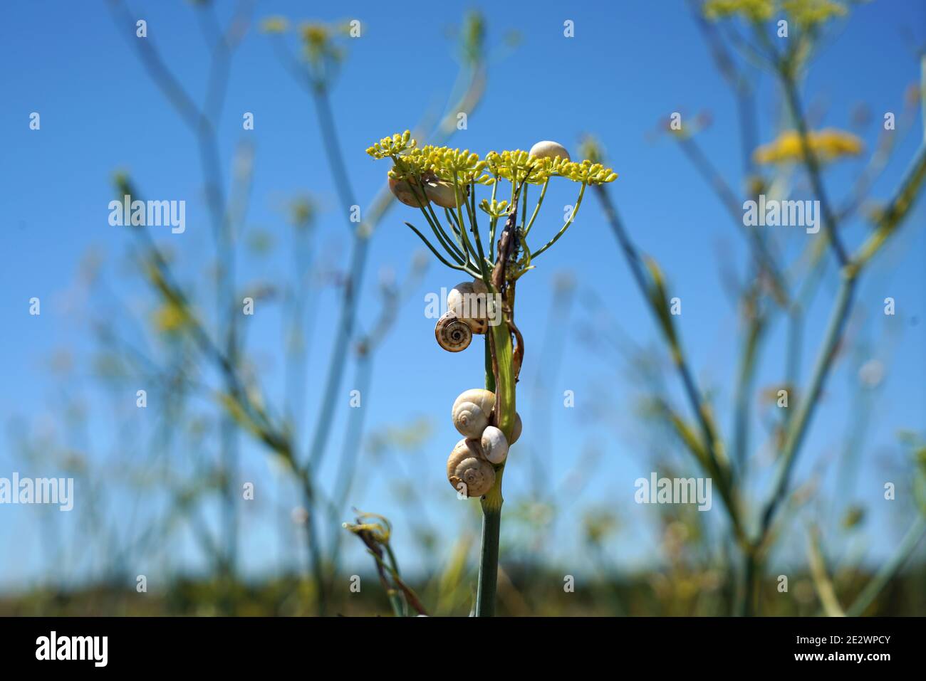Gros plan d'escargots sur une fleur jaune dans un champ Banque D'Images