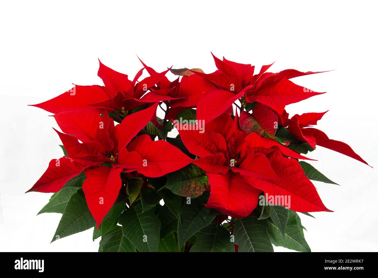 Plante poinsettia isolée sur fond blanc avec espace de copie Banque D'Images