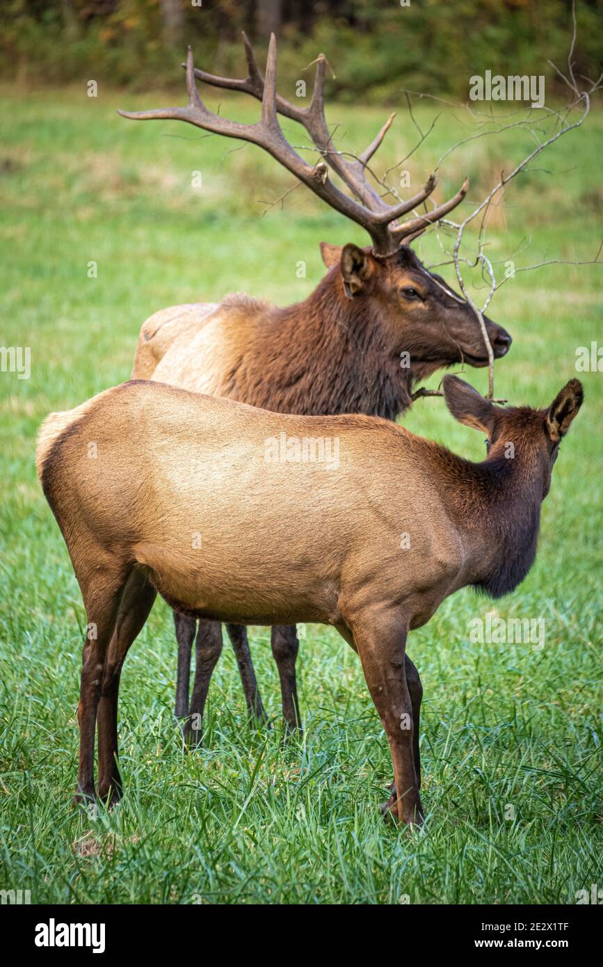Des wapitis avec une vache dans un champ près du centre d'accueil d'Oconaluftee dans le parc national des Great Smoky Mountains près de Cherokee, en Caroline du Nord. (ÉTATS-UNIS) Banque D'Images